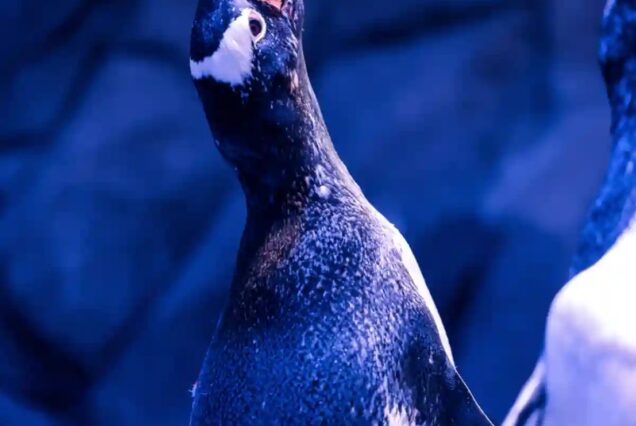 Penguins at Penguin Cove in Underwater Zoo Dubai