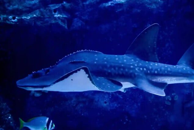 Marine life exhibit at Underwater Zoo Dubai