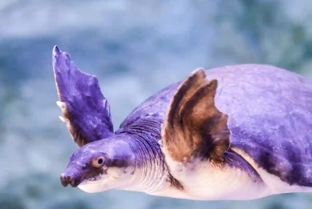 Marine life exhibit at Underwater Zoo Dubai