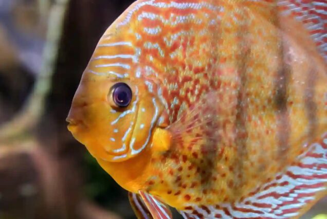 Marine life exhibit at Underwater Zoo Dubai